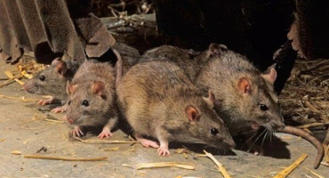 Proč jsou krysy v kurníku nebezpečné?? Metody deratizace